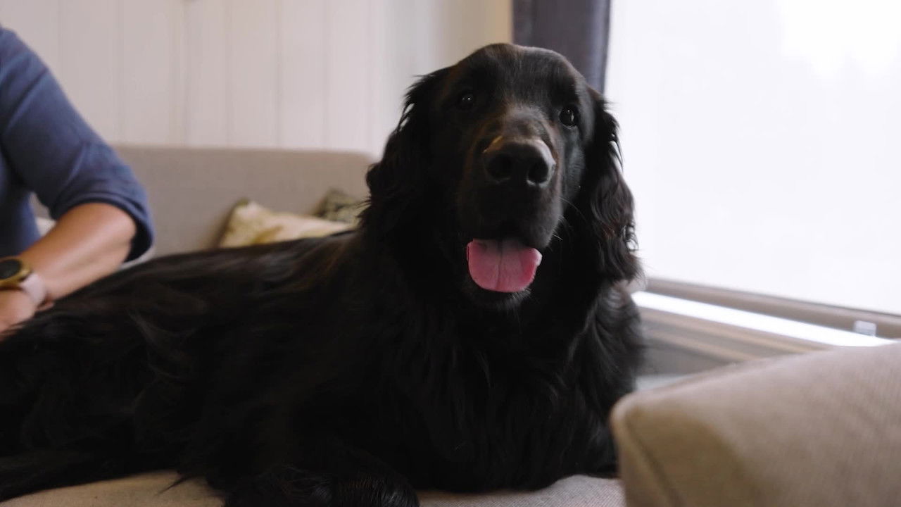 Kom'a, Tjukken! backdrop