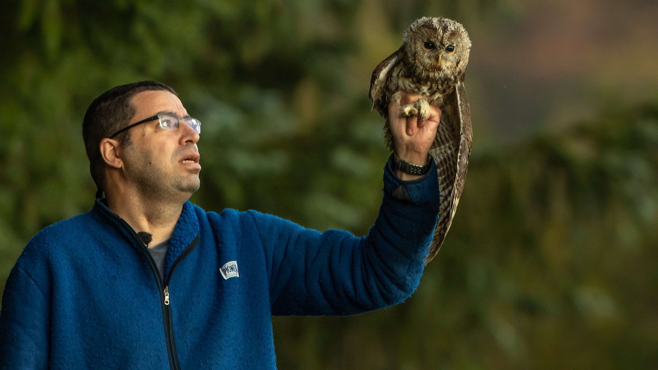 Villdyrhjerte backdrop