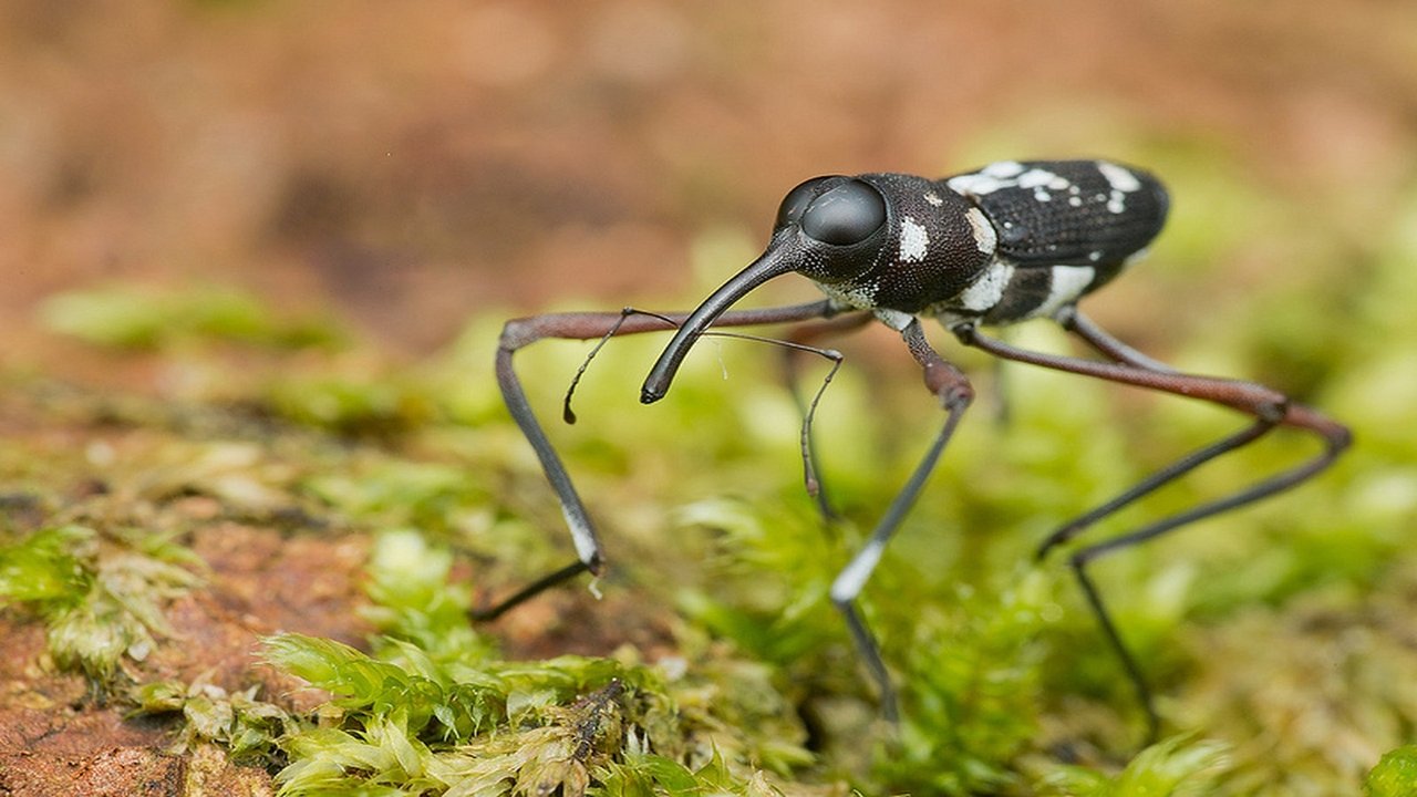 Extreme Bugs backdrop