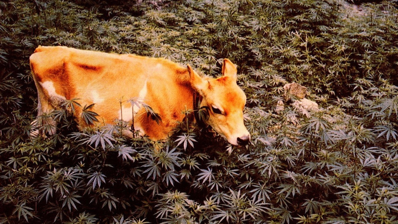 Forbidden Grass backdrop