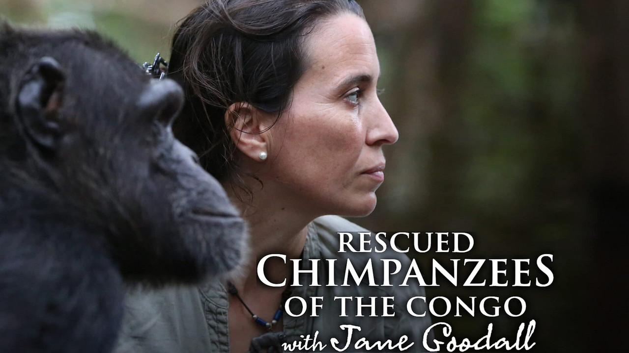 Rescued Chimpanzees of the Congo with Jane Goodall backdrop