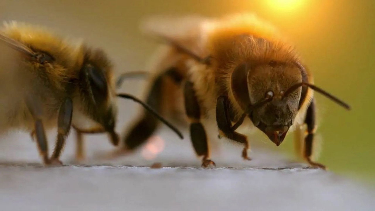 The Bee Whisperers backdrop