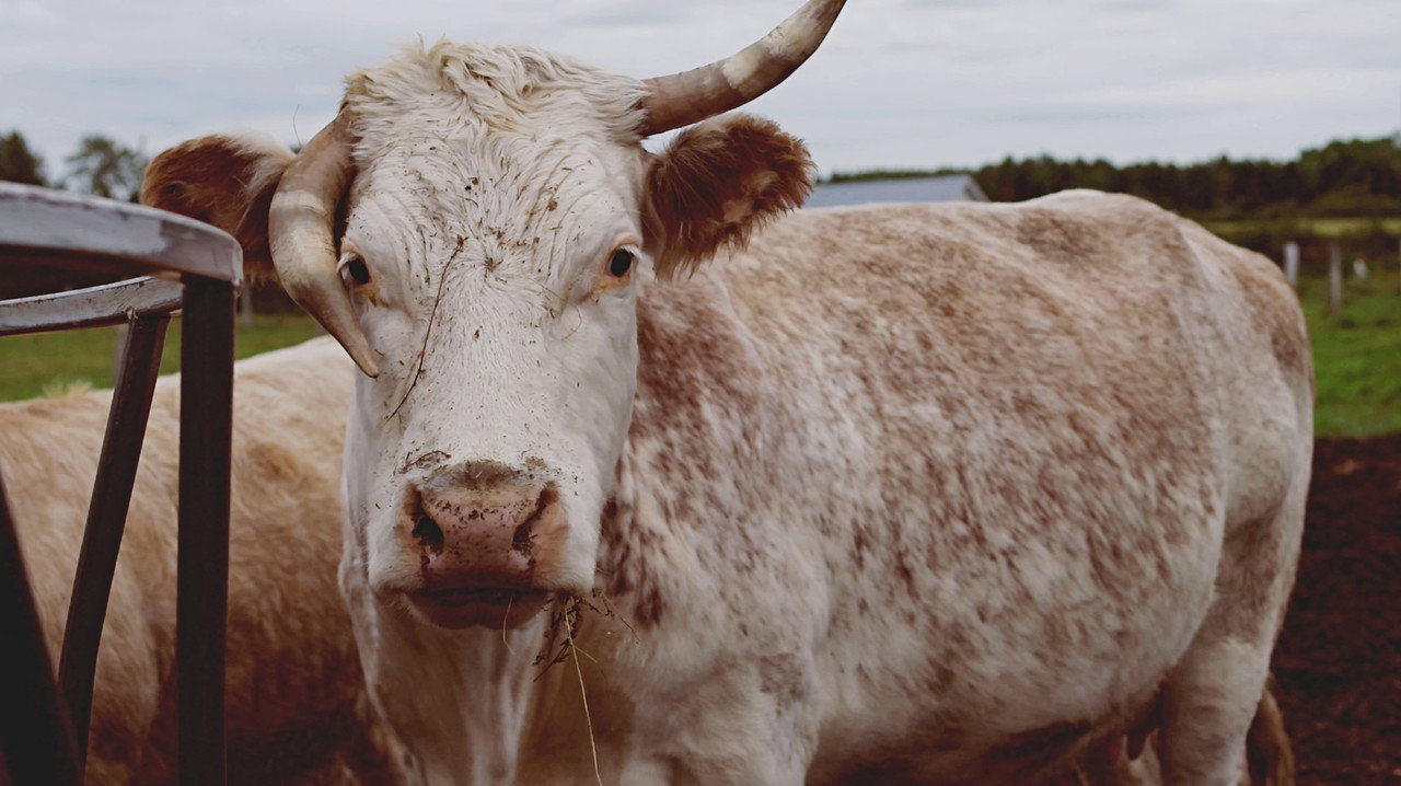 Garde-manger backdrop