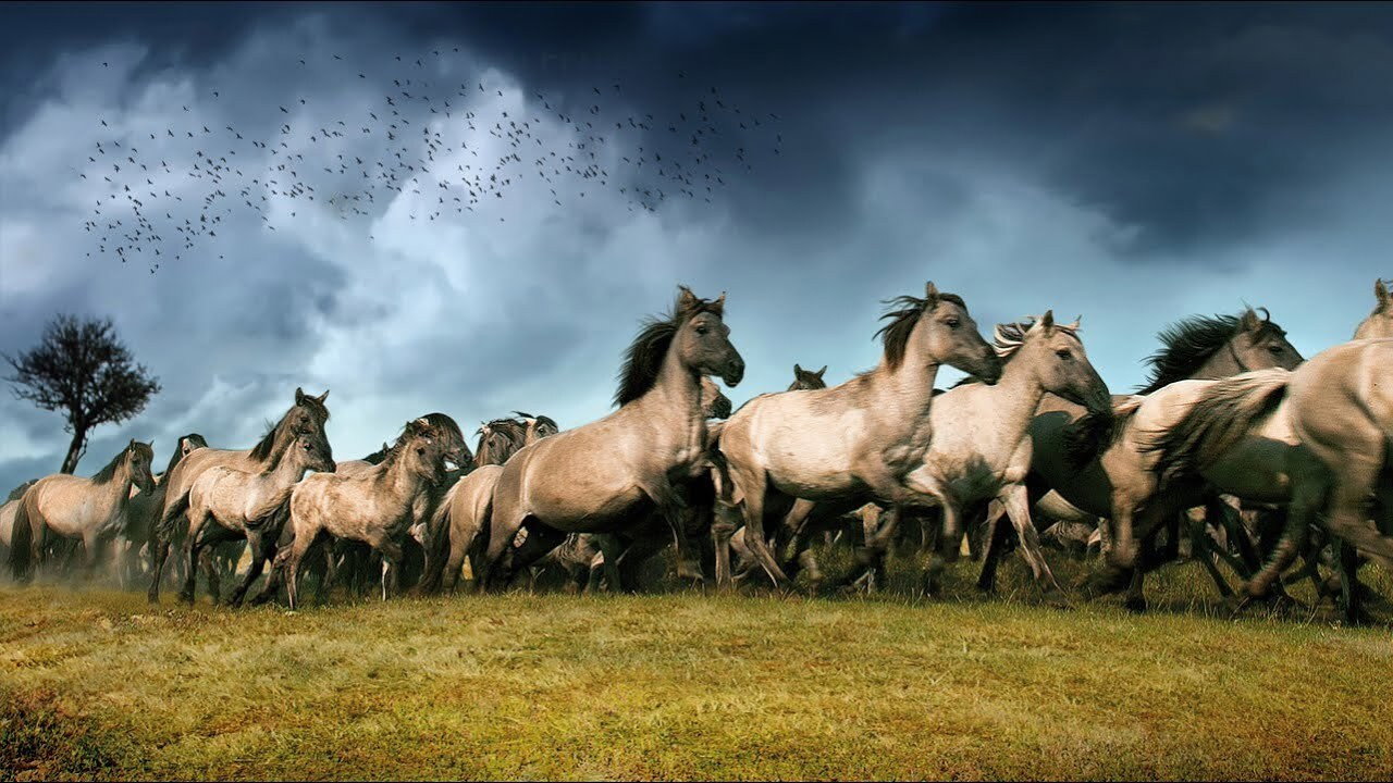 The New Wilderness backdrop