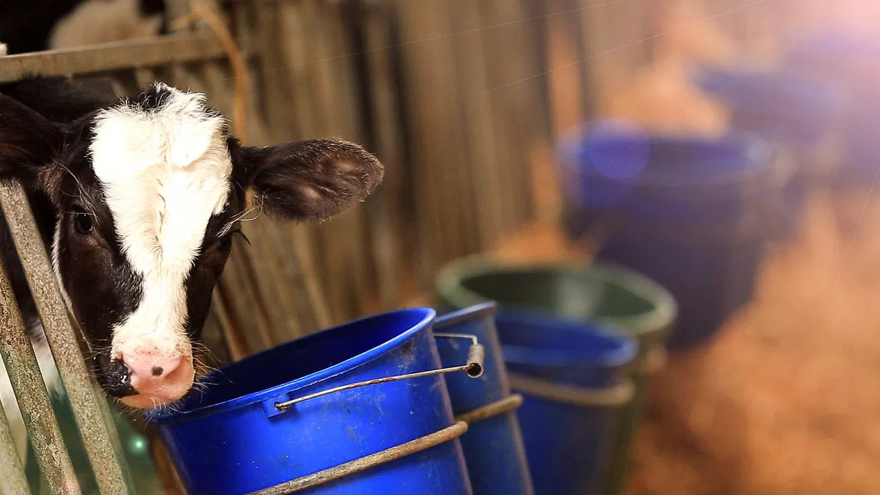 The Farmers' Country Showdown backdrop