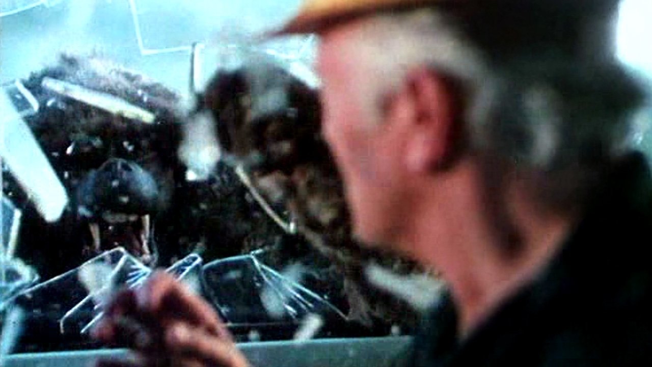 In the Shadow of Kilimanjaro backdrop