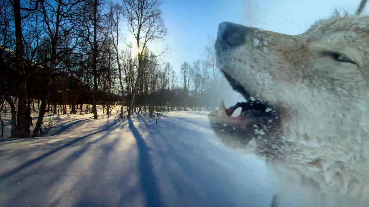 Wildest Europe backdrop