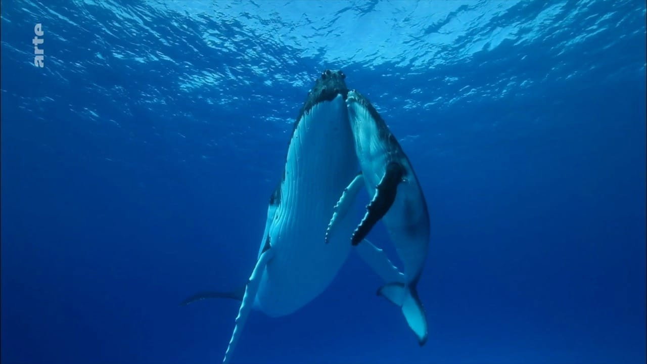 +/- 5 mètres backdrop