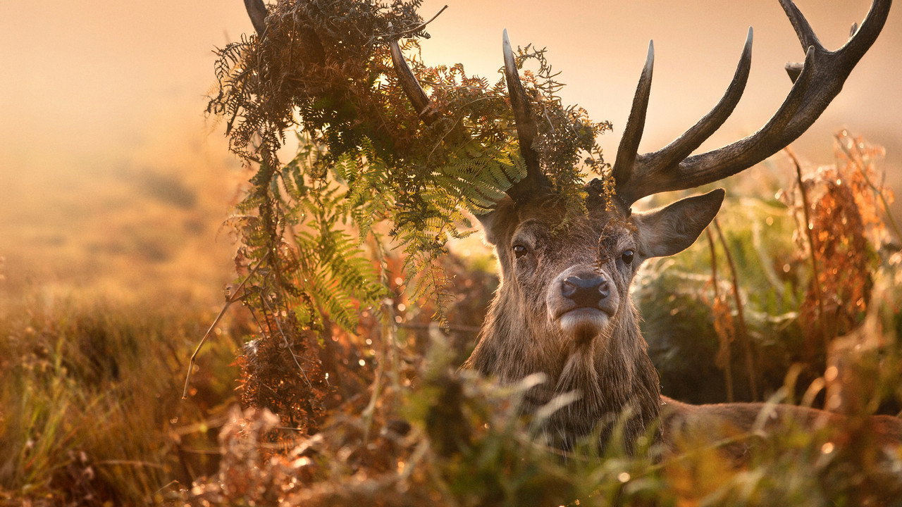 Inside the Forest Seasons of Wonder backdrop