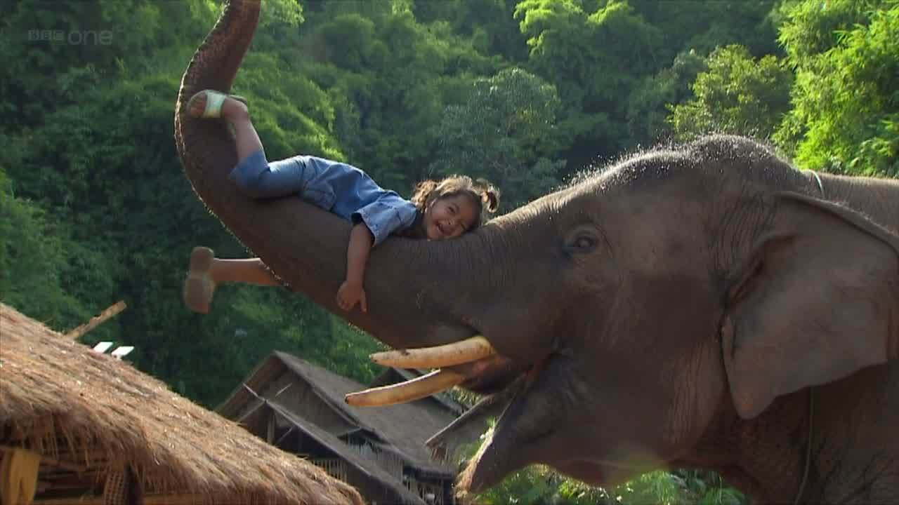 Super Smart Animals backdrop