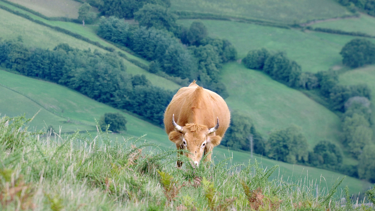 Moo! The Epic Horns backdrop