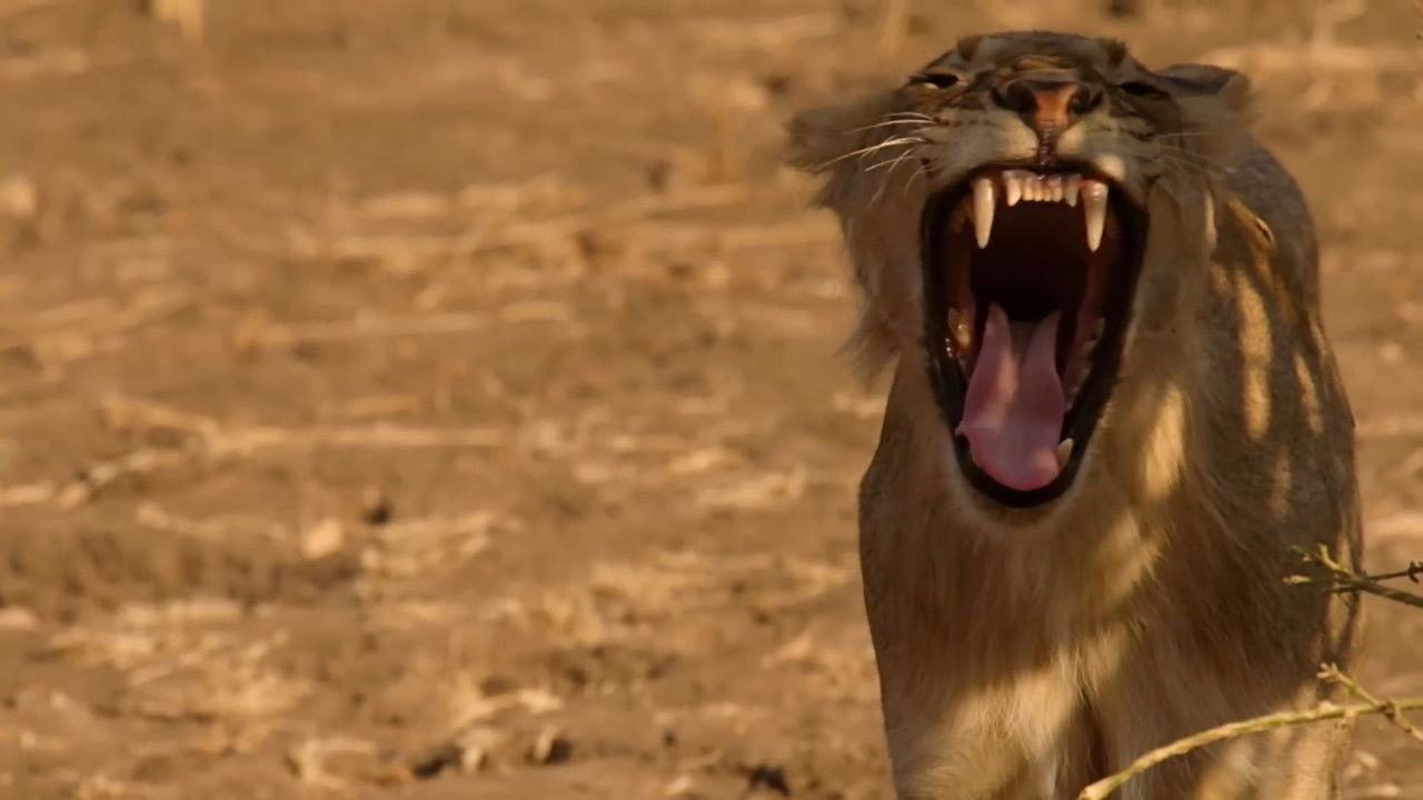 Lion Country: Night and Day backdrop