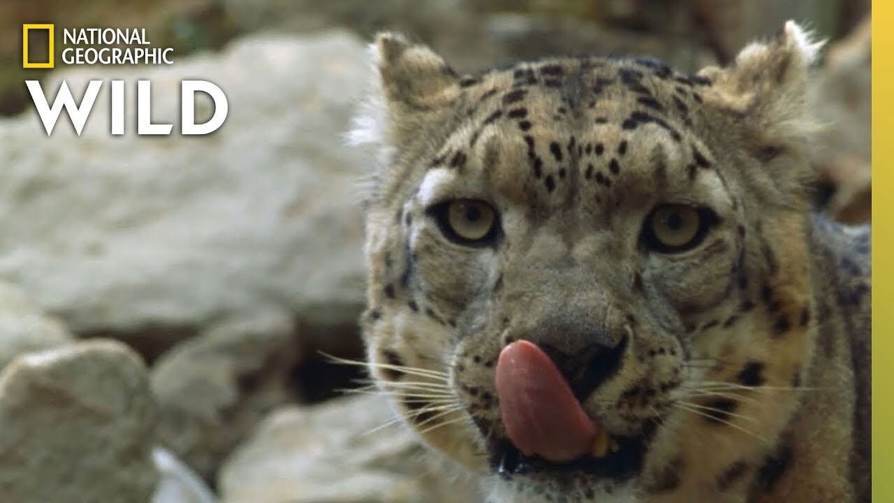 China's Wild Side backdrop