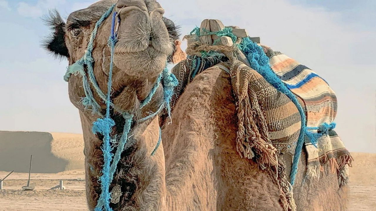 Fascinant Maghreb backdrop