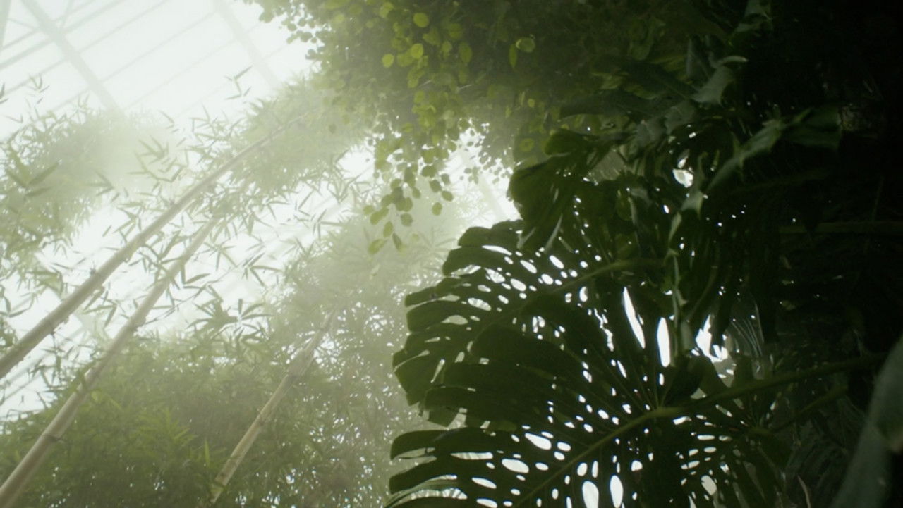 Paradise Lost? backdrop