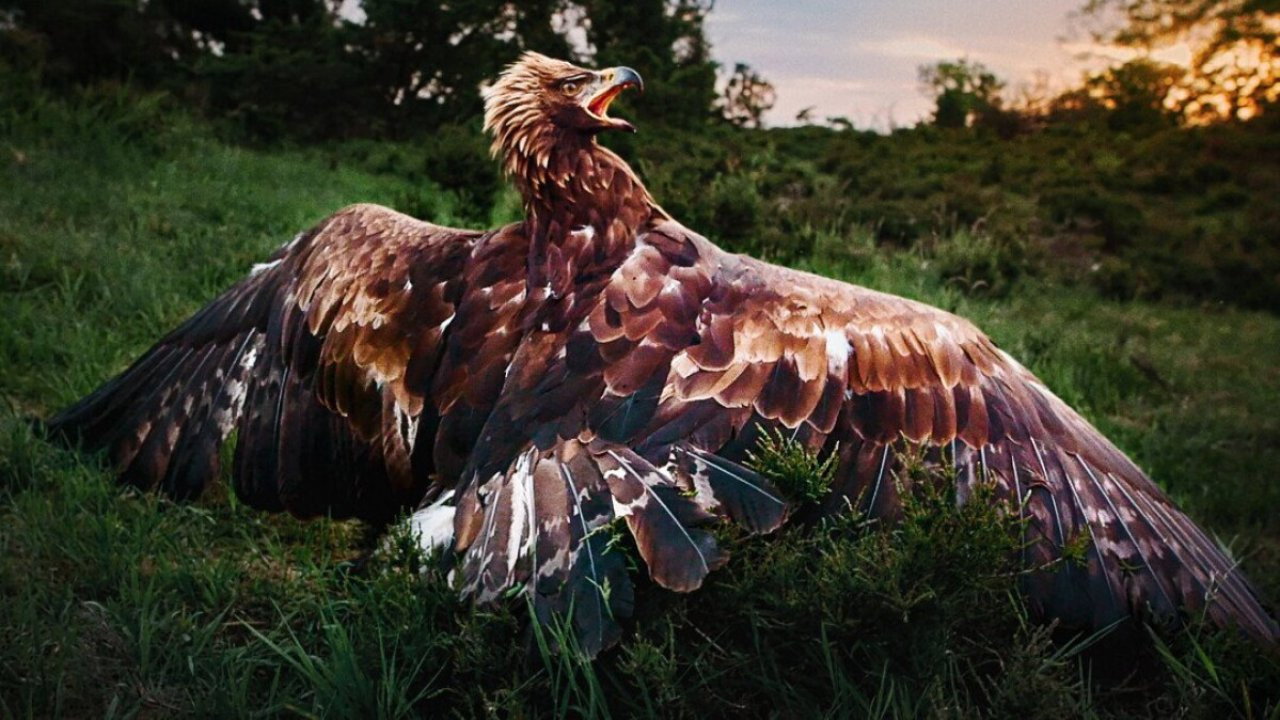 Wild and Wonderful Denmark backdrop