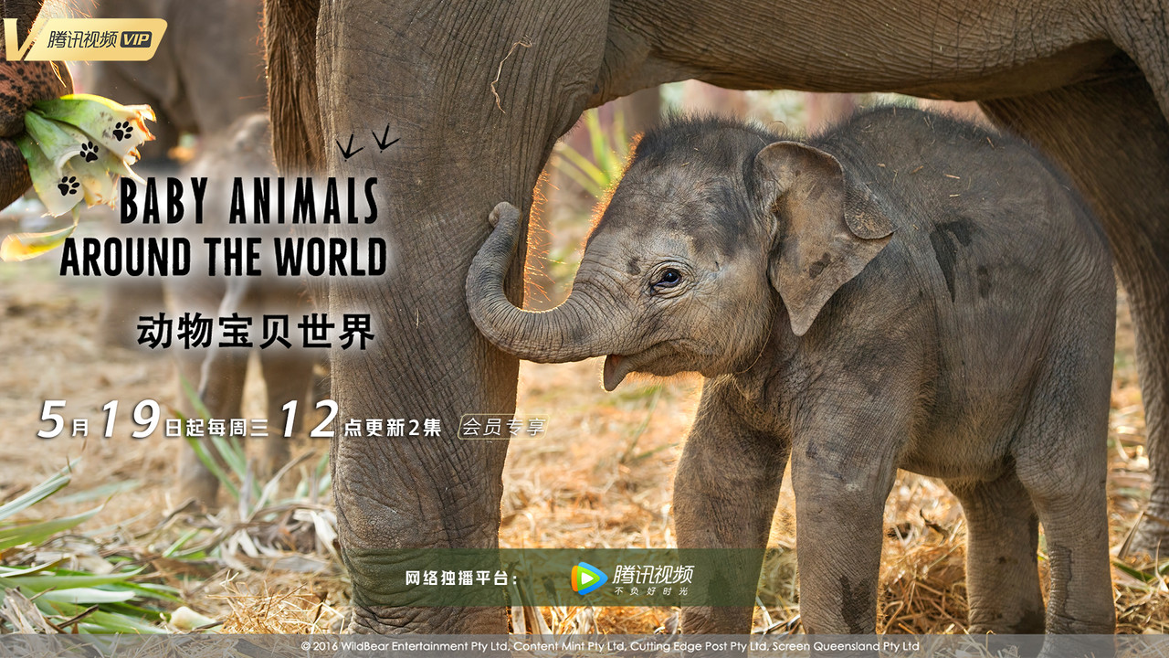 Baby Animals Around the World backdrop