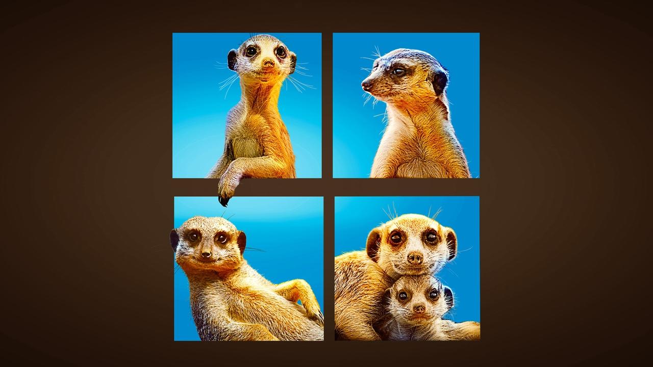 Meet The Meerkats backdrop