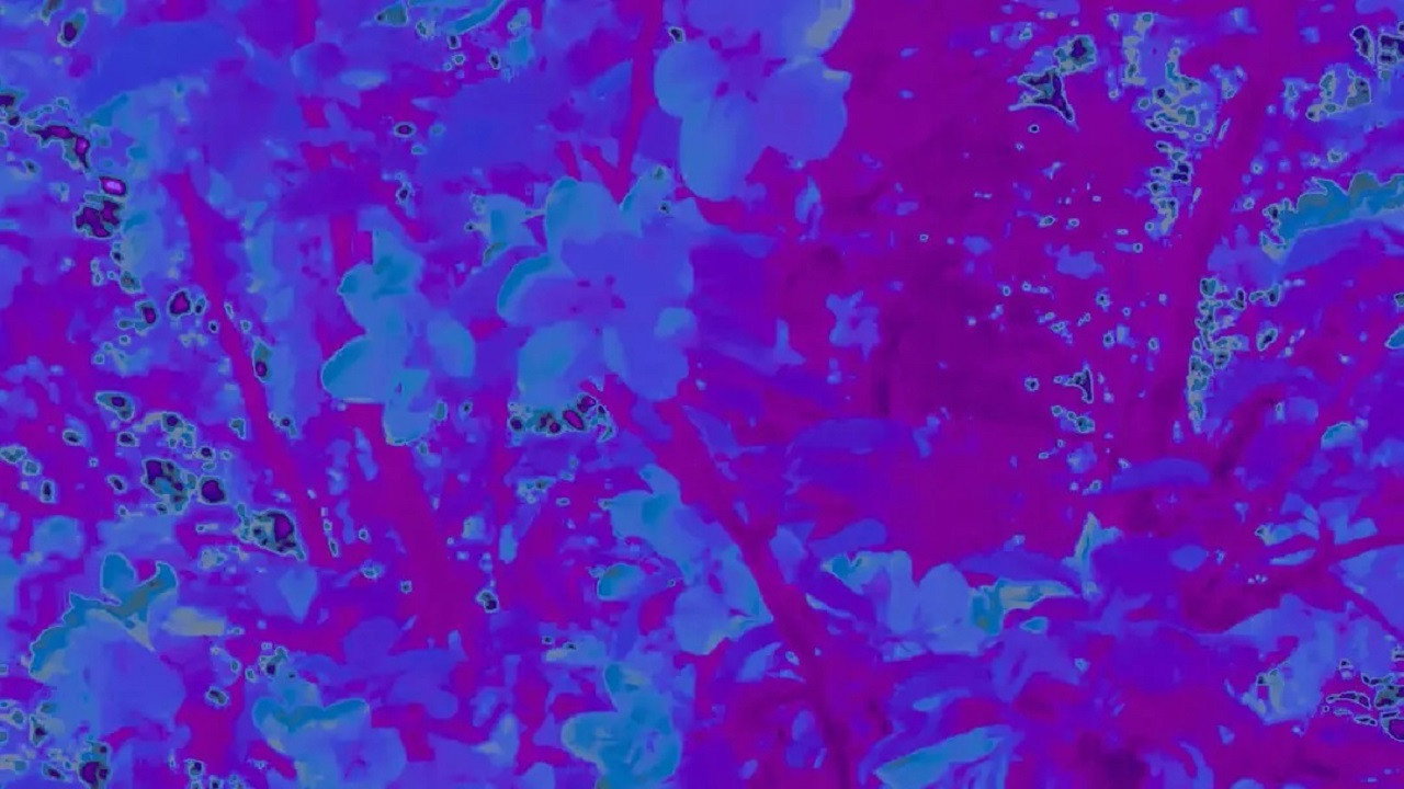 Don't Think of Me backdrop