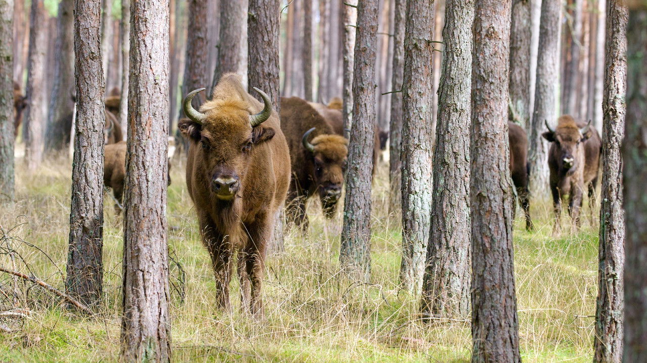 Poland's Wild East backdrop