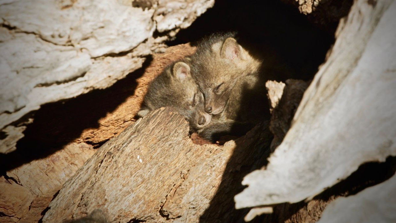 Back from the Brink: Saved from Extinction backdrop
