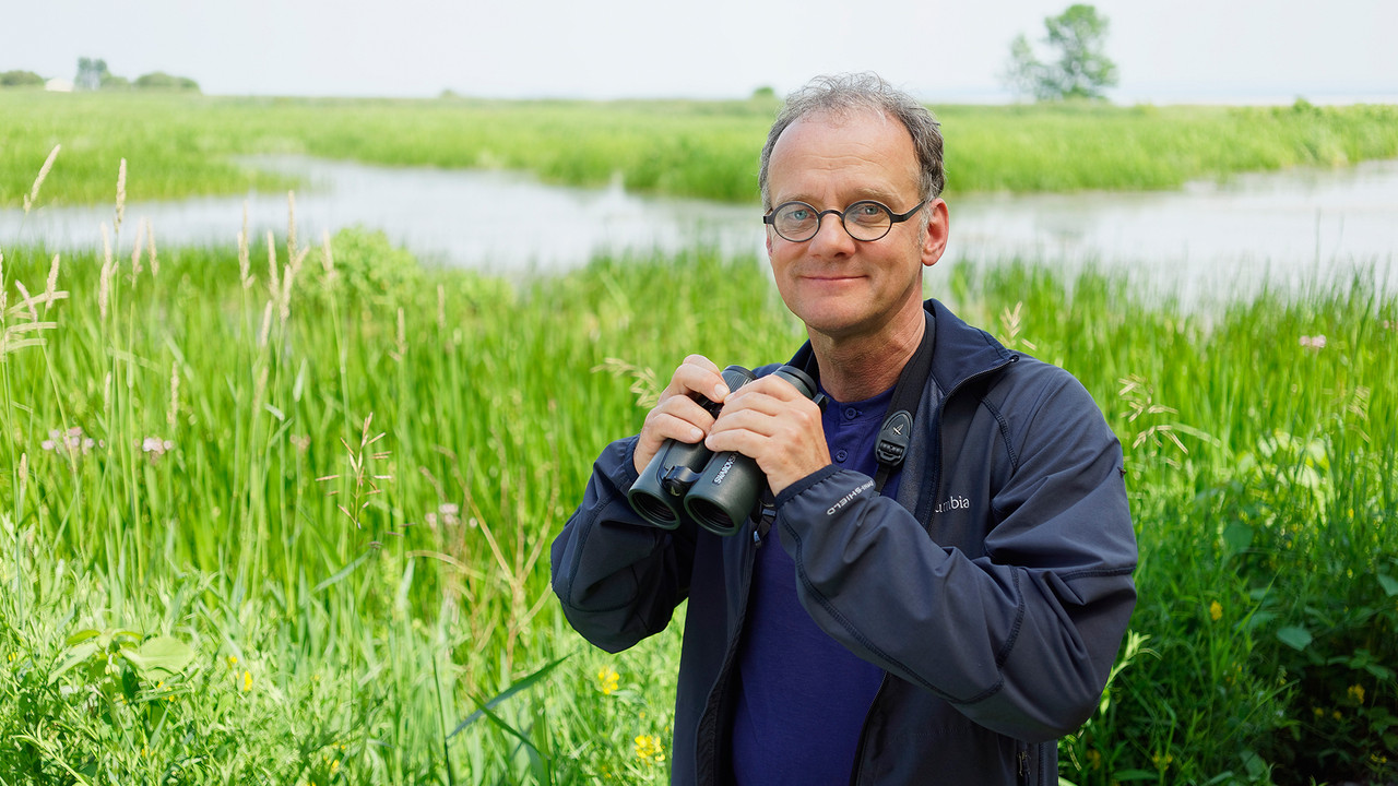 Fou des oiseaux backdrop