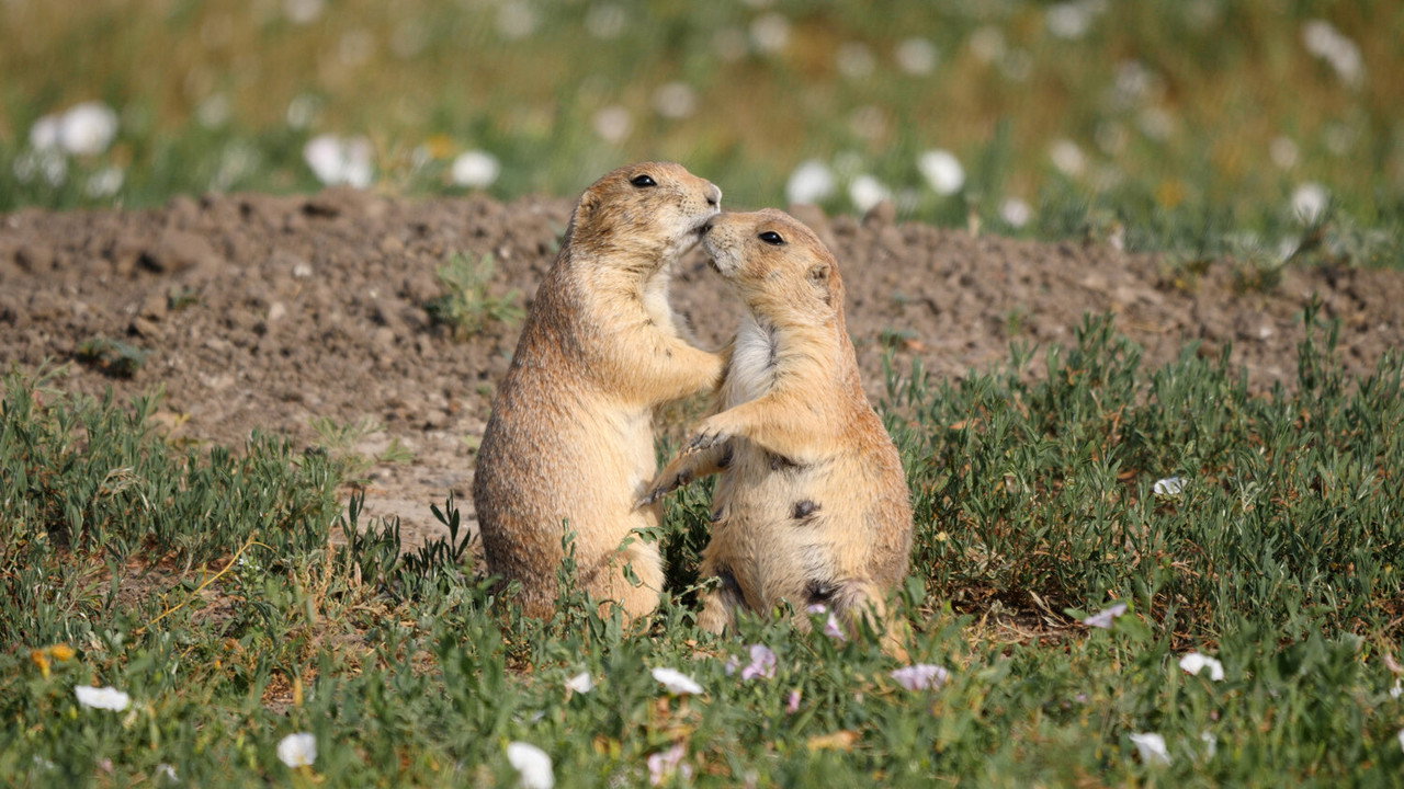 The Nature Makers backdrop