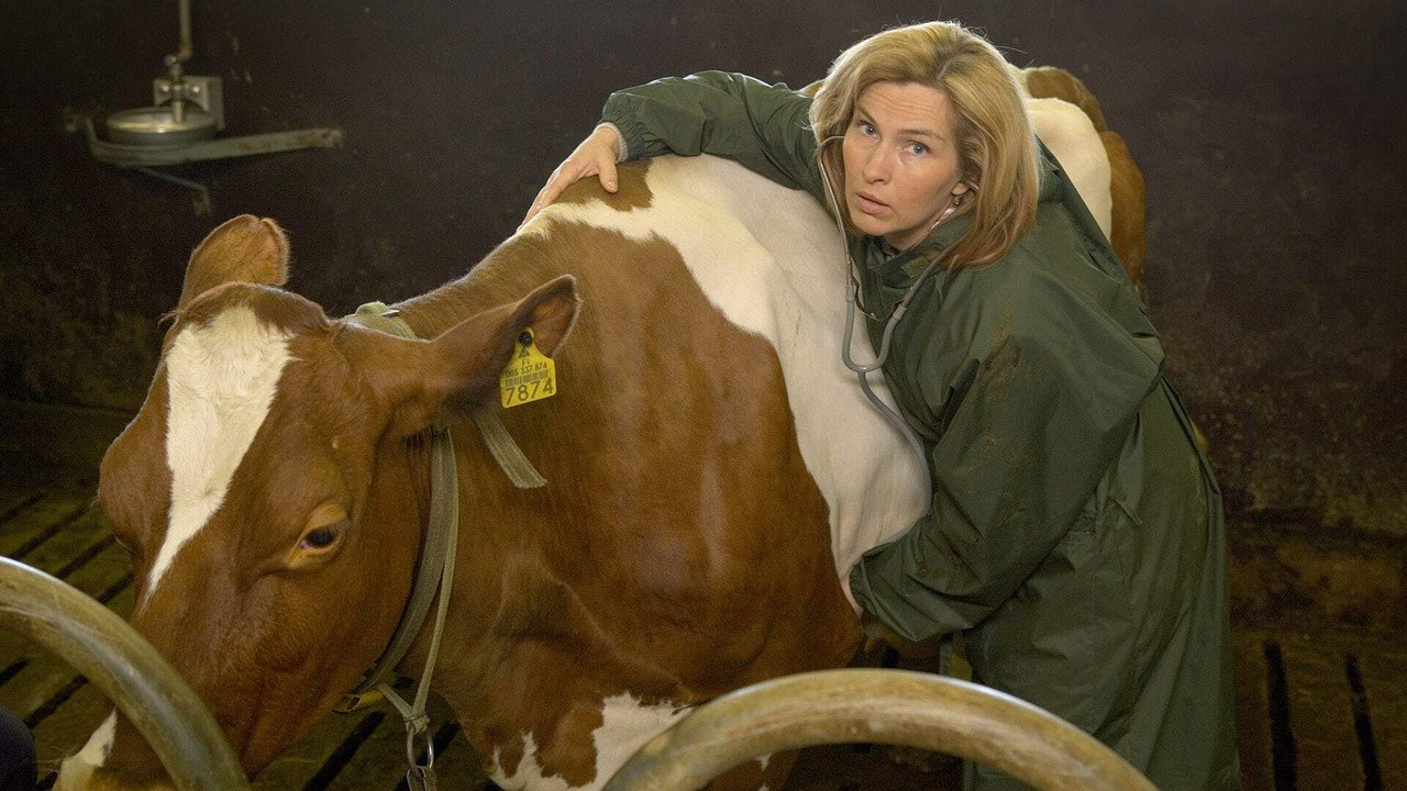 Lehmän vuosi backdrop