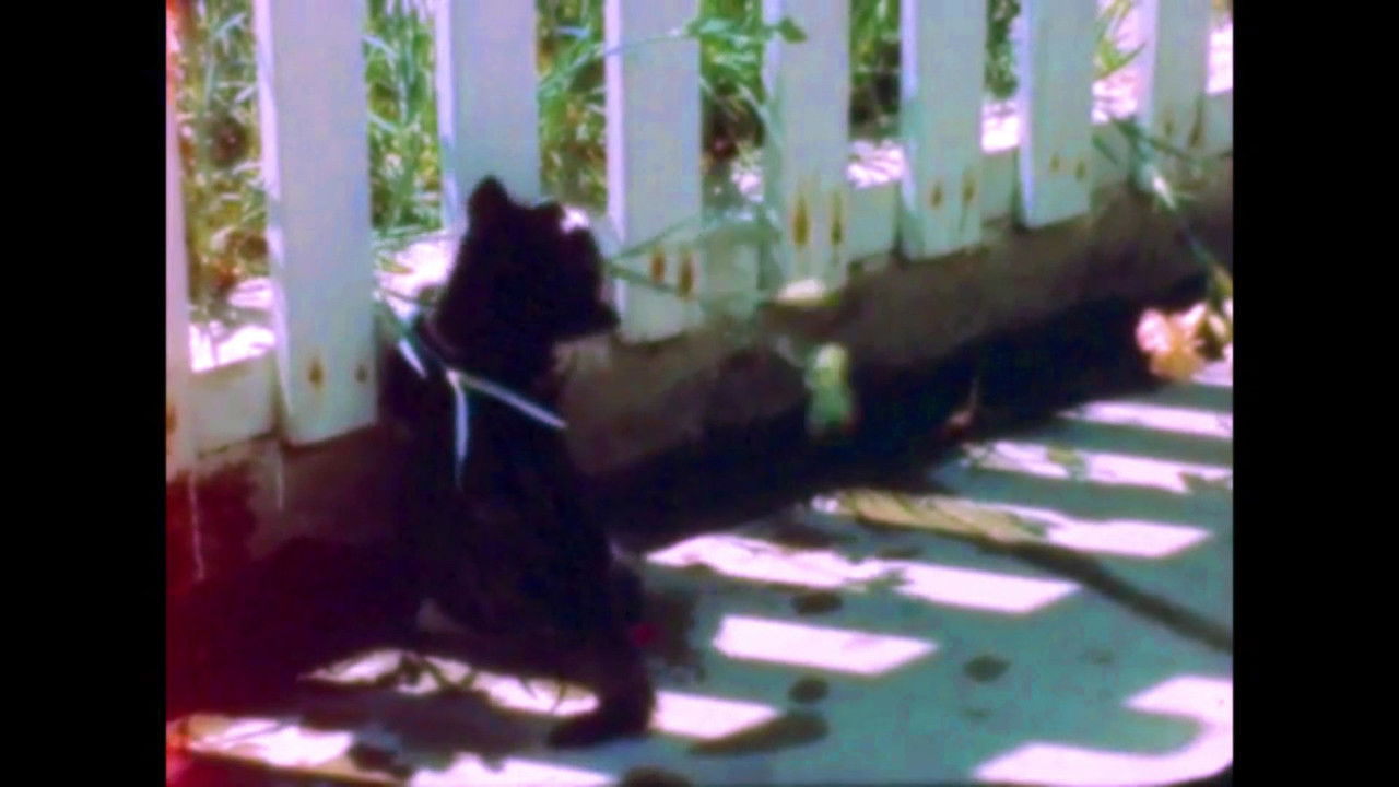 Signals - Timothy Connon and the Pier backdrop