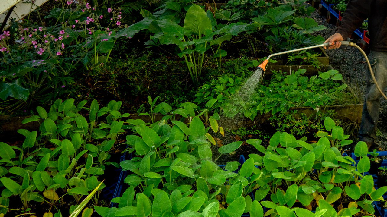 As The Garden Grows backdrop