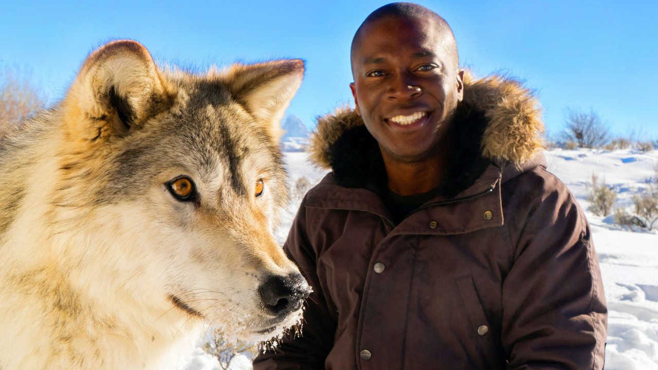 Amazing Dogs backdrop