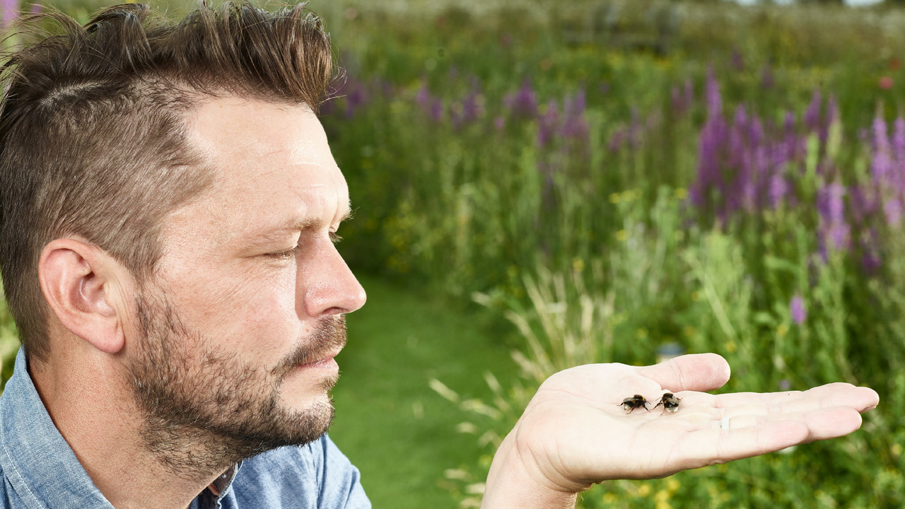Jimmy's Big Bee Rescue backdrop