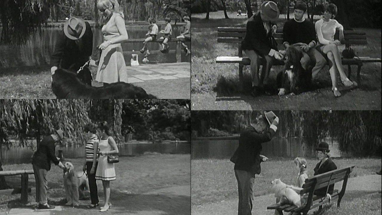 Alle Hunde lieben Theobald backdrop