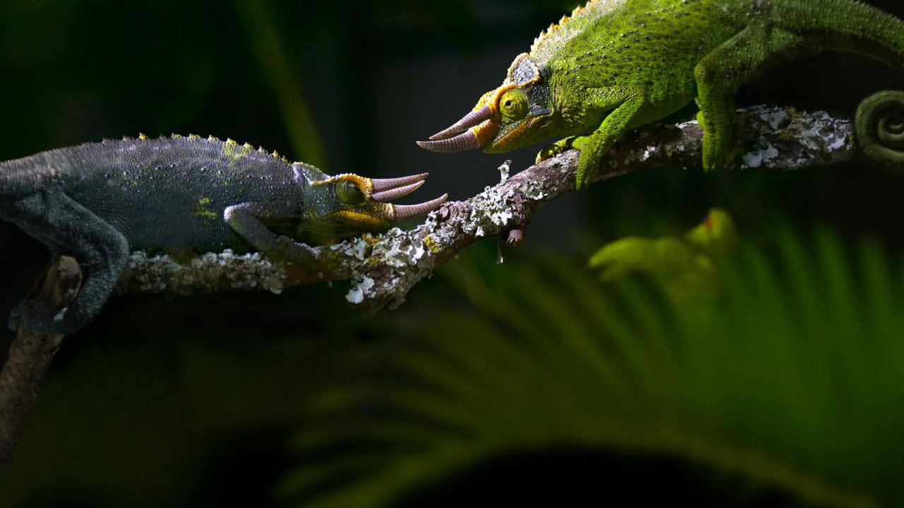 Règne animal, les jeux de l'amour backdrop