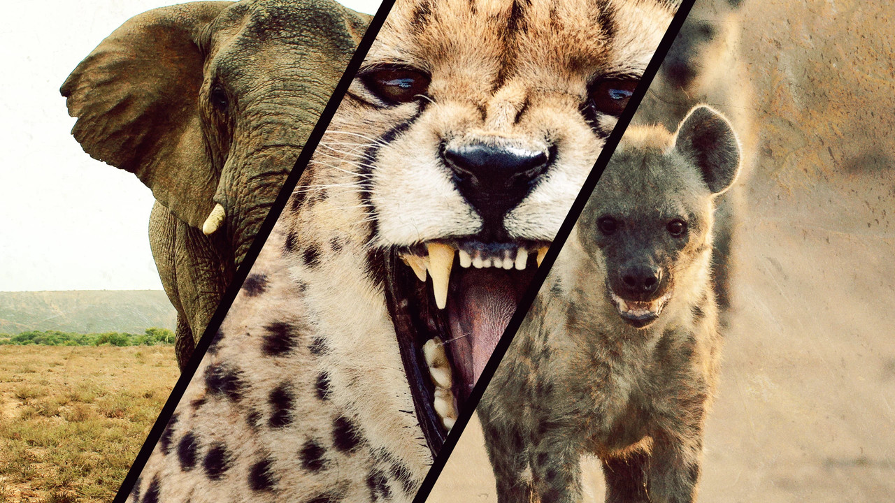 Fierce Queens backdrop