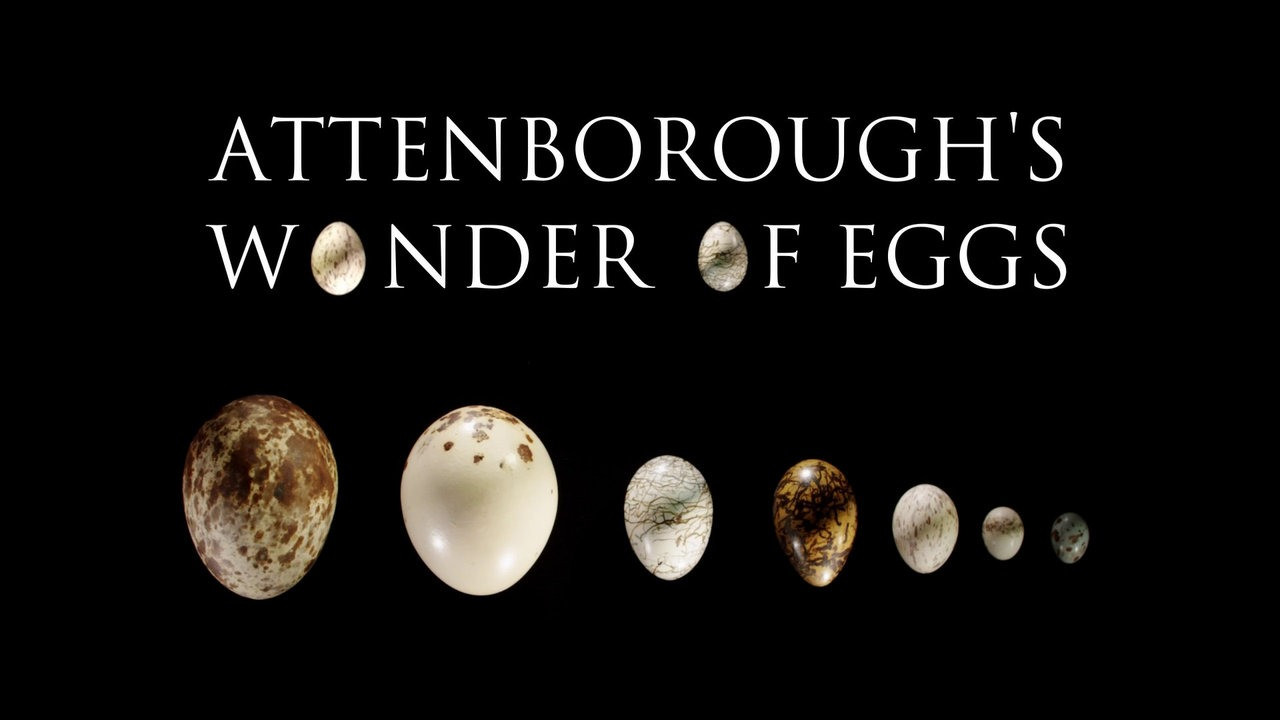 Attenborough's Wonder of Eggs backdrop
