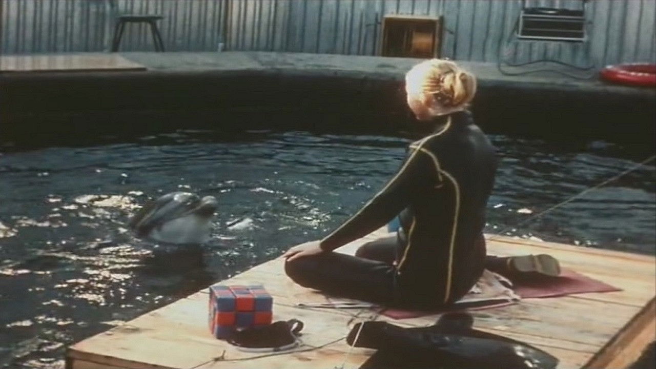 People and Dolphins backdrop