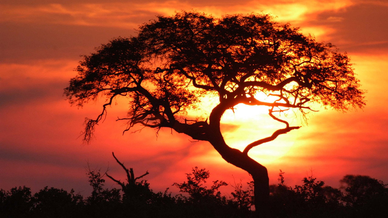 Kouzlo Afriky backdrop