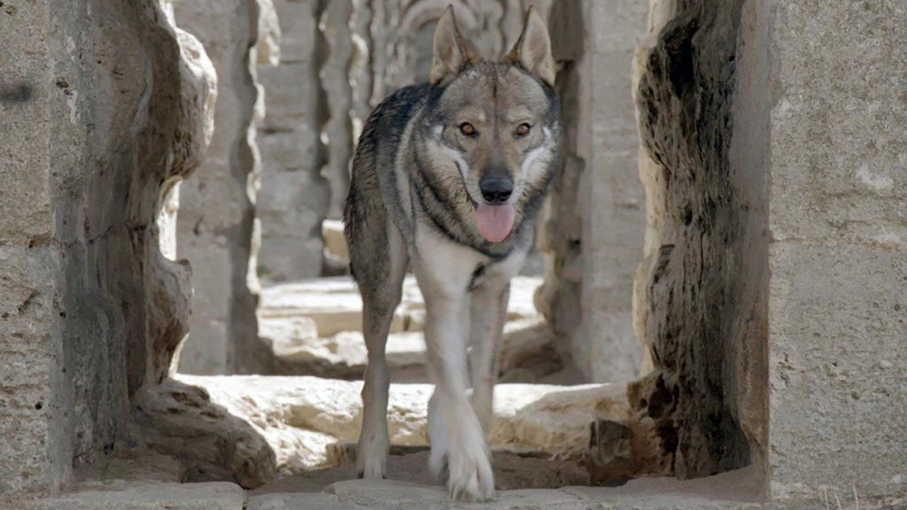 Istanbul sauvage backdrop