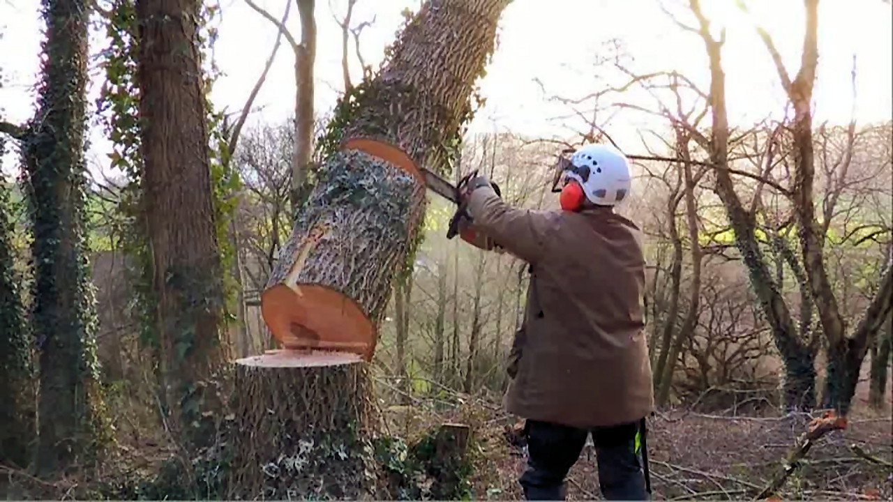 Tales From The Wild Wood backdrop