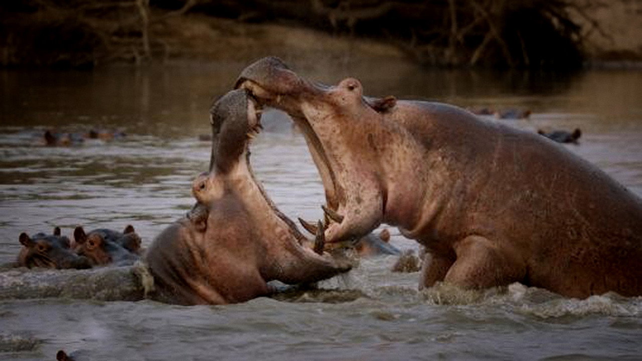Wild Game: 4 Players backdrop