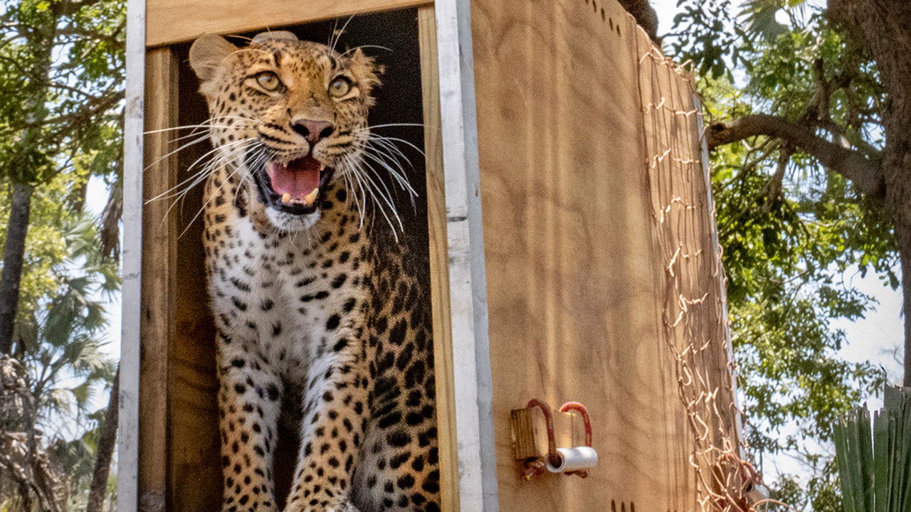Return of the Predators backdrop