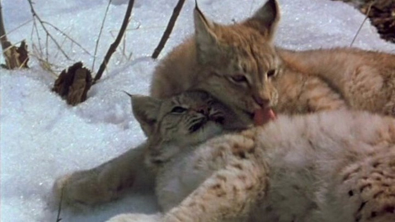 The Lynx Returns backdrop