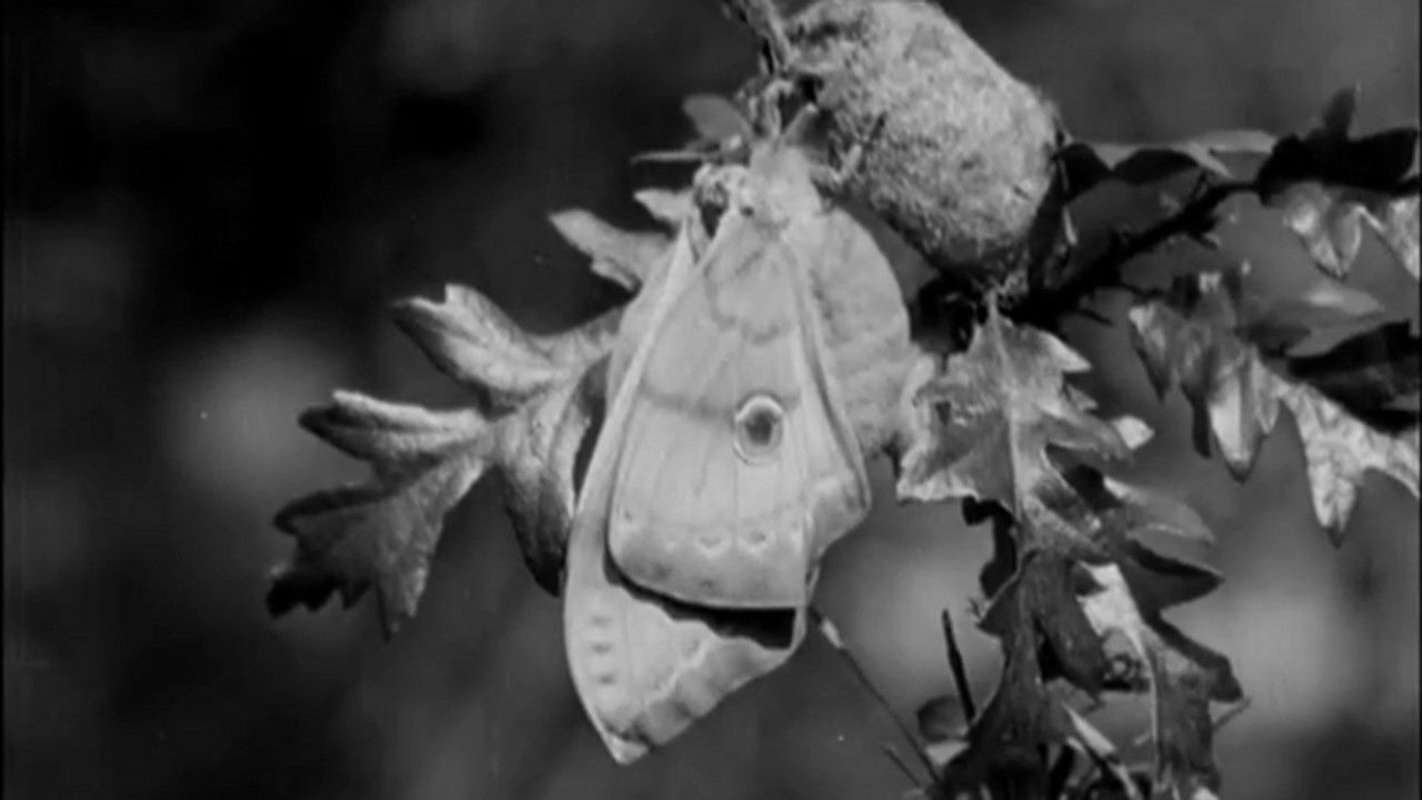 Skilled Insect Artisans backdrop