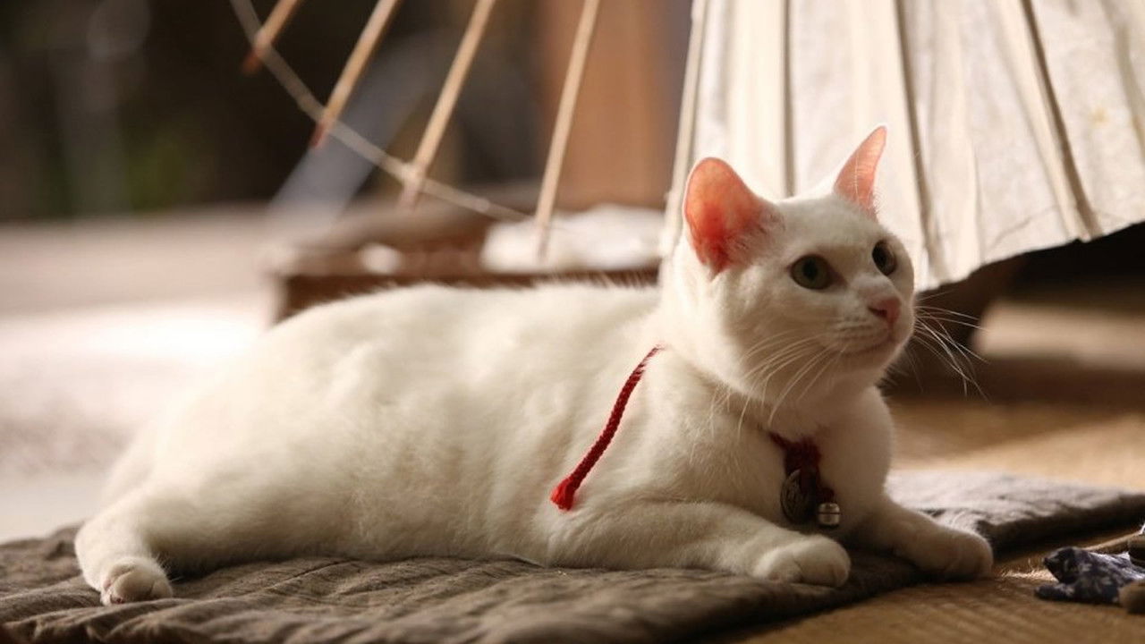 Samurai Cat backdrop