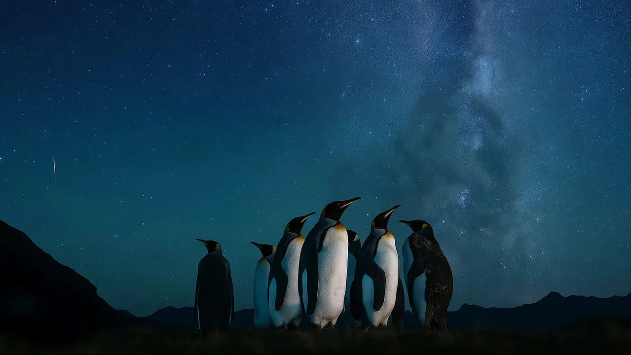 Animals of the Tempest backdrop