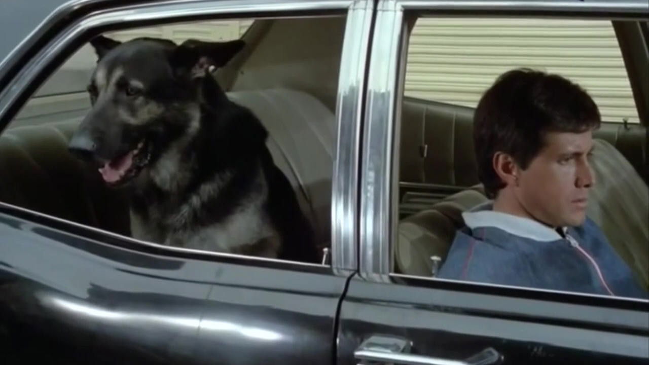 The Birthday of the Dog backdrop