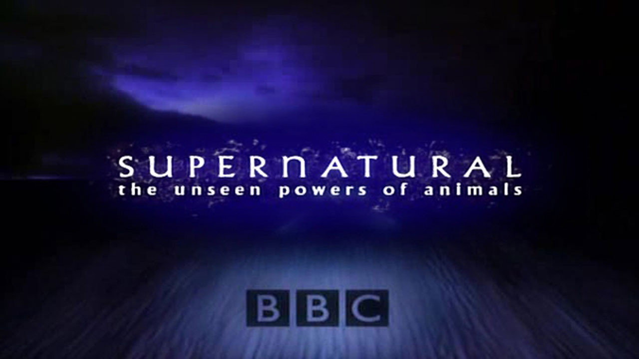 Supernatural: Unseen Power of Animals backdrop