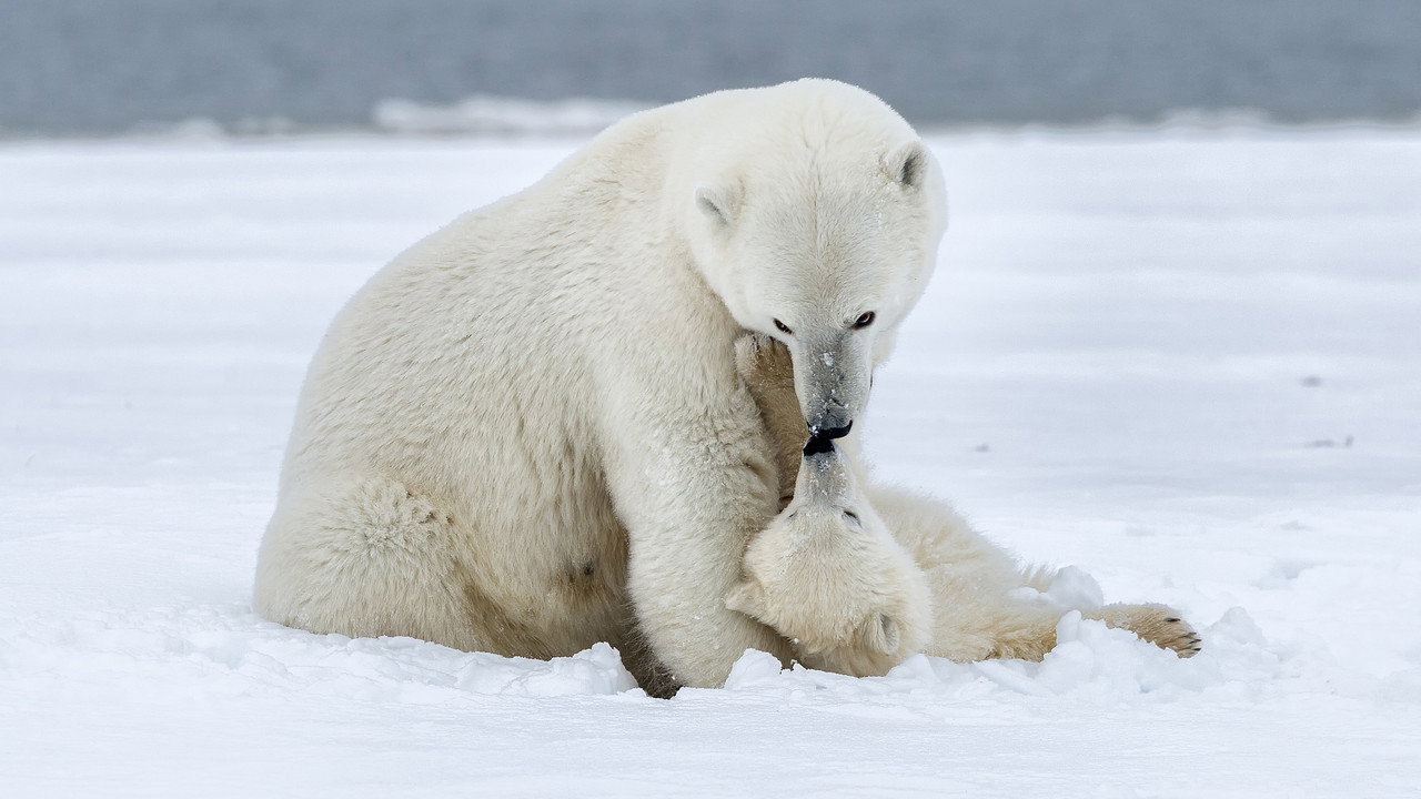 Polar Bear Week with Nigel Marven backdrop
