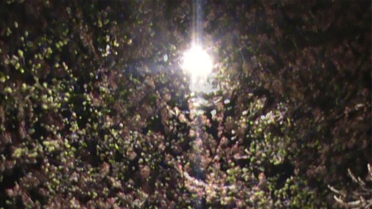 light blossom backdrop